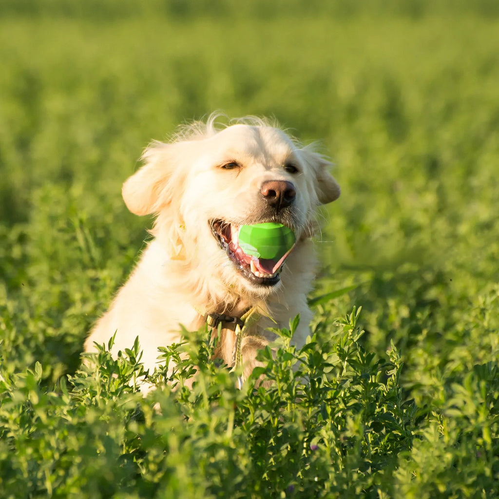 Green natural rubber dog chew ball with squeaker for large breed aggressive chewing dogs
