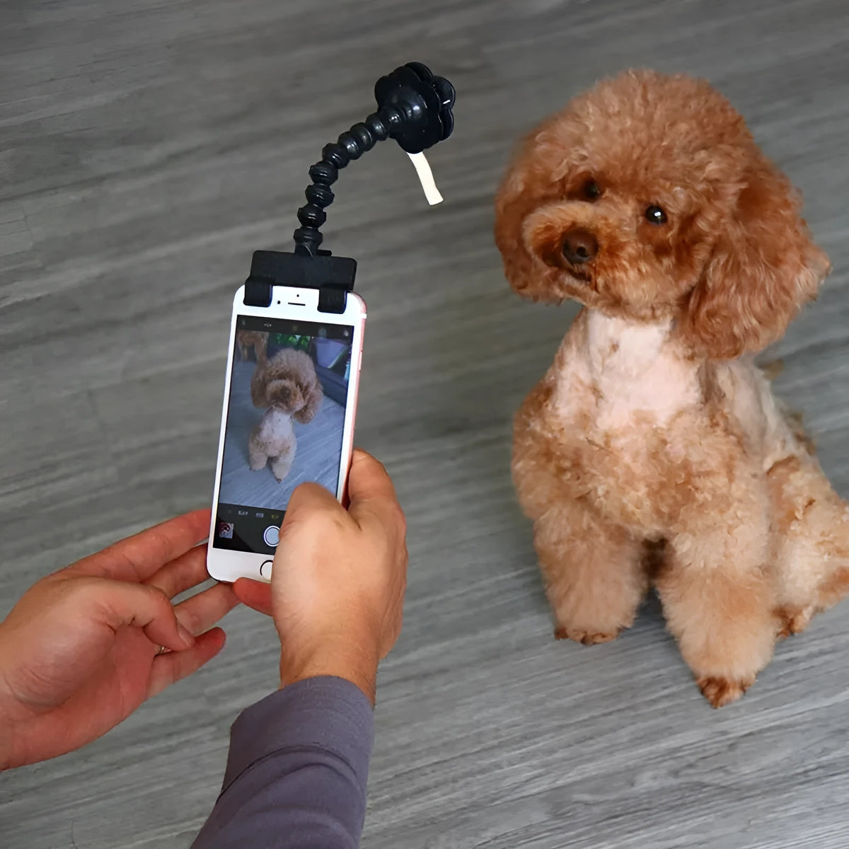Black pet selfie stick with extended PVC pole showing square clip and flower attachment for mobile photography