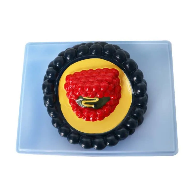 20cm black PVC virus biological model for medical education and science demonstration