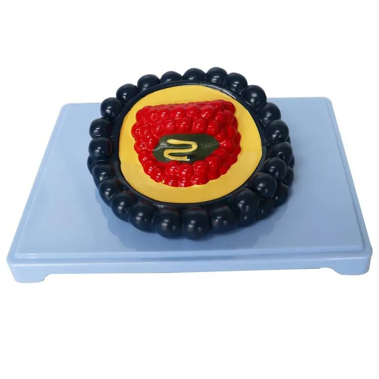 20cm black PVC virus biological model for medical education and science demonstration