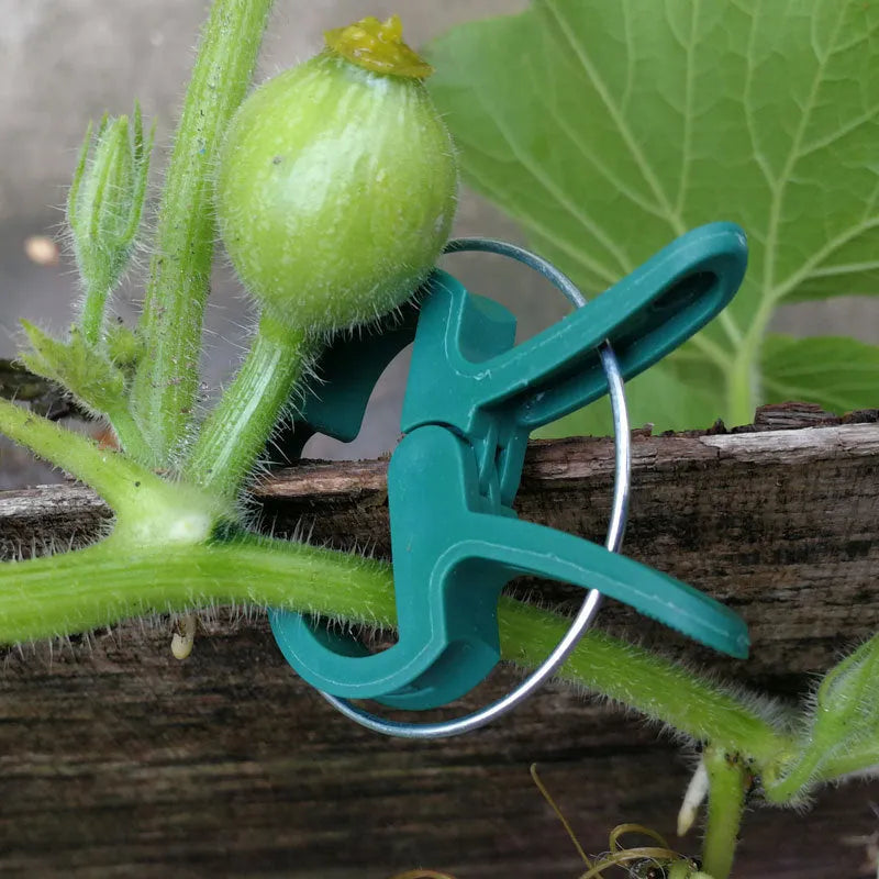 Green plastic plant fixing clips for supporting climbing vegetables and garden vines