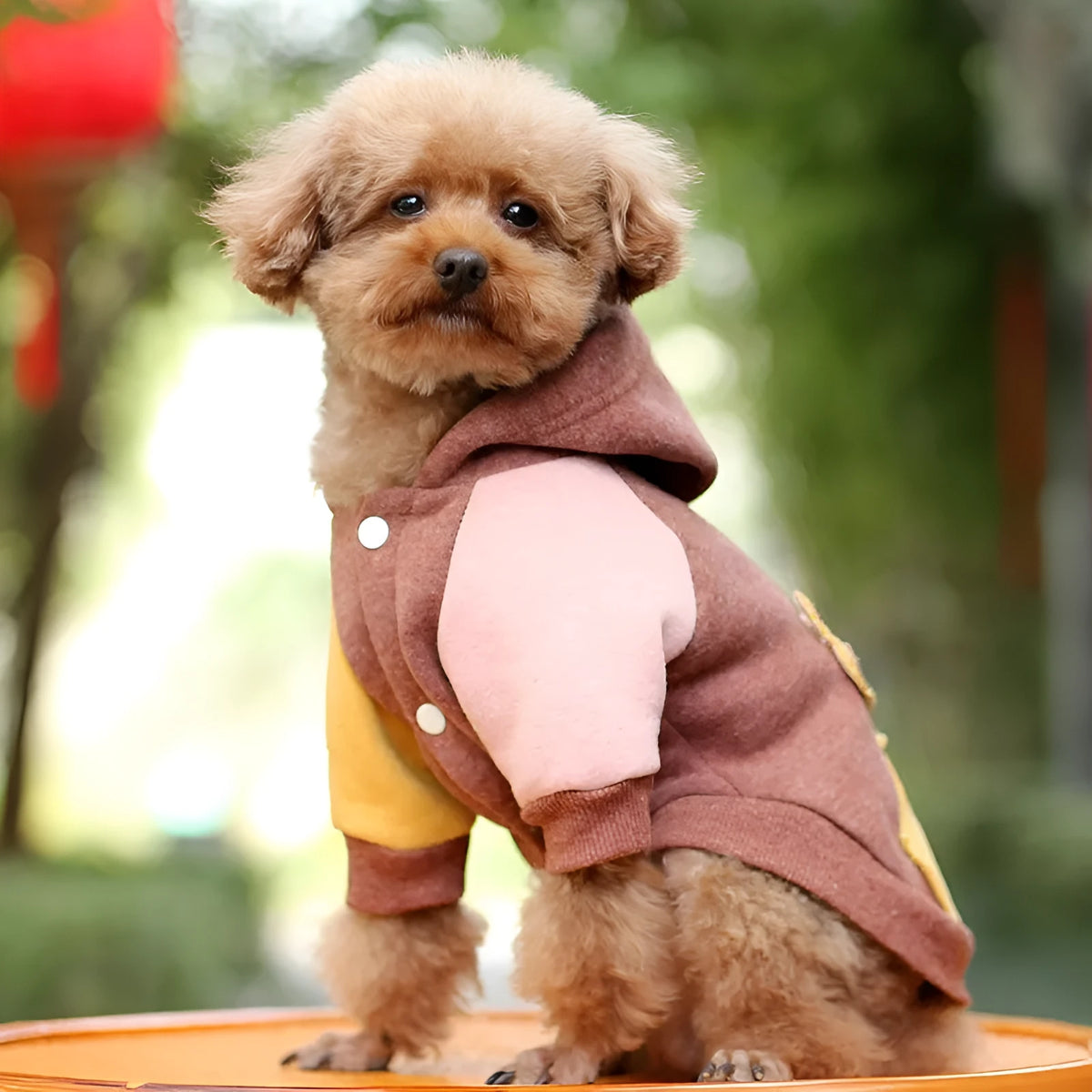 Brown cotton dog sweatshirt shown on a mannequin, with green and pink colour variants visible.