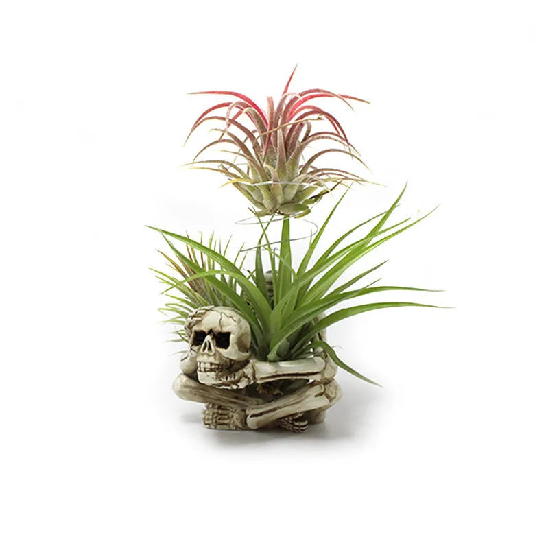 Gothic resin skull bracket holding a Tillandsia air plant, showing detailed skull ornament and layered construction.