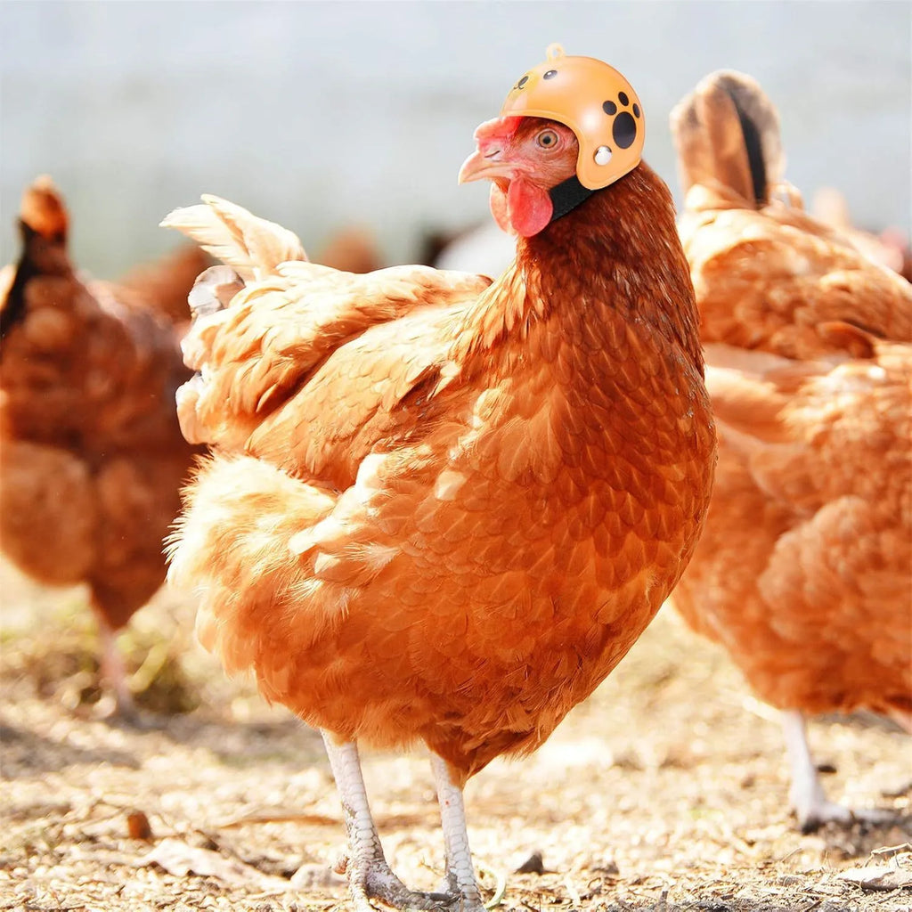 Adjustable hard plastic chicken helmet for small birds with elastic bands and sponge lining