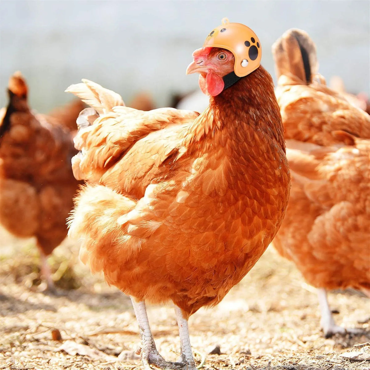Adjustable hard plastic chicken helmet for small birds with elastic bands and sponge lining