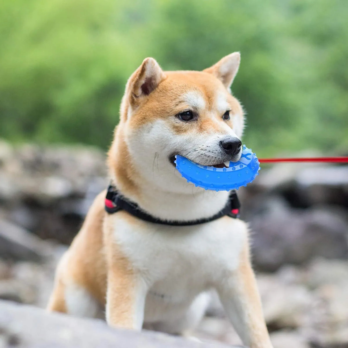 Freezable non-toxic dog teething chew toy with treat filling for cooling and dental care.