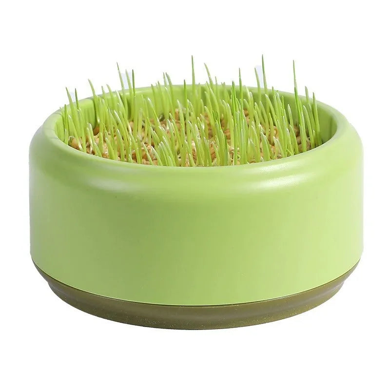 Hydroponic cat grass kit with coloured cup and five seed packs for soilless indoor growing