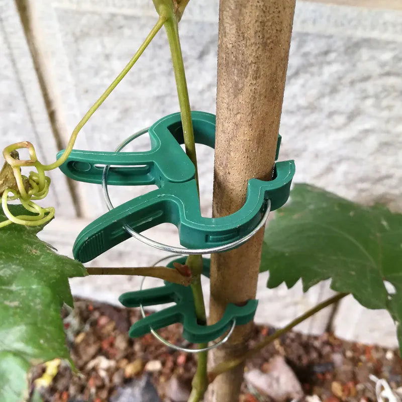 Green plastic plant fixing clips for supporting climbing vegetables and garden vines