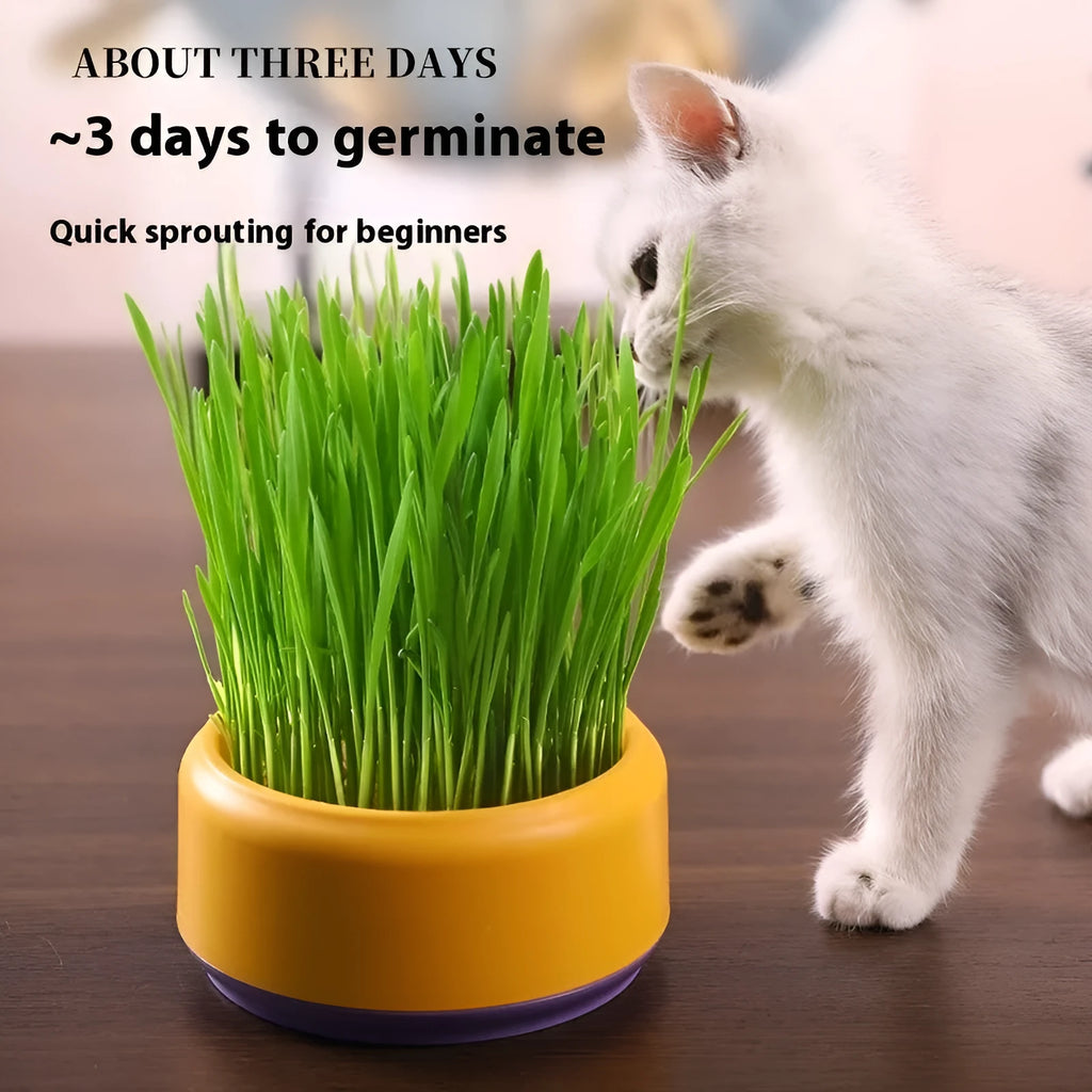 Hydroponic cat grass kit with coloured cup and five seed packs for soilless indoor growing