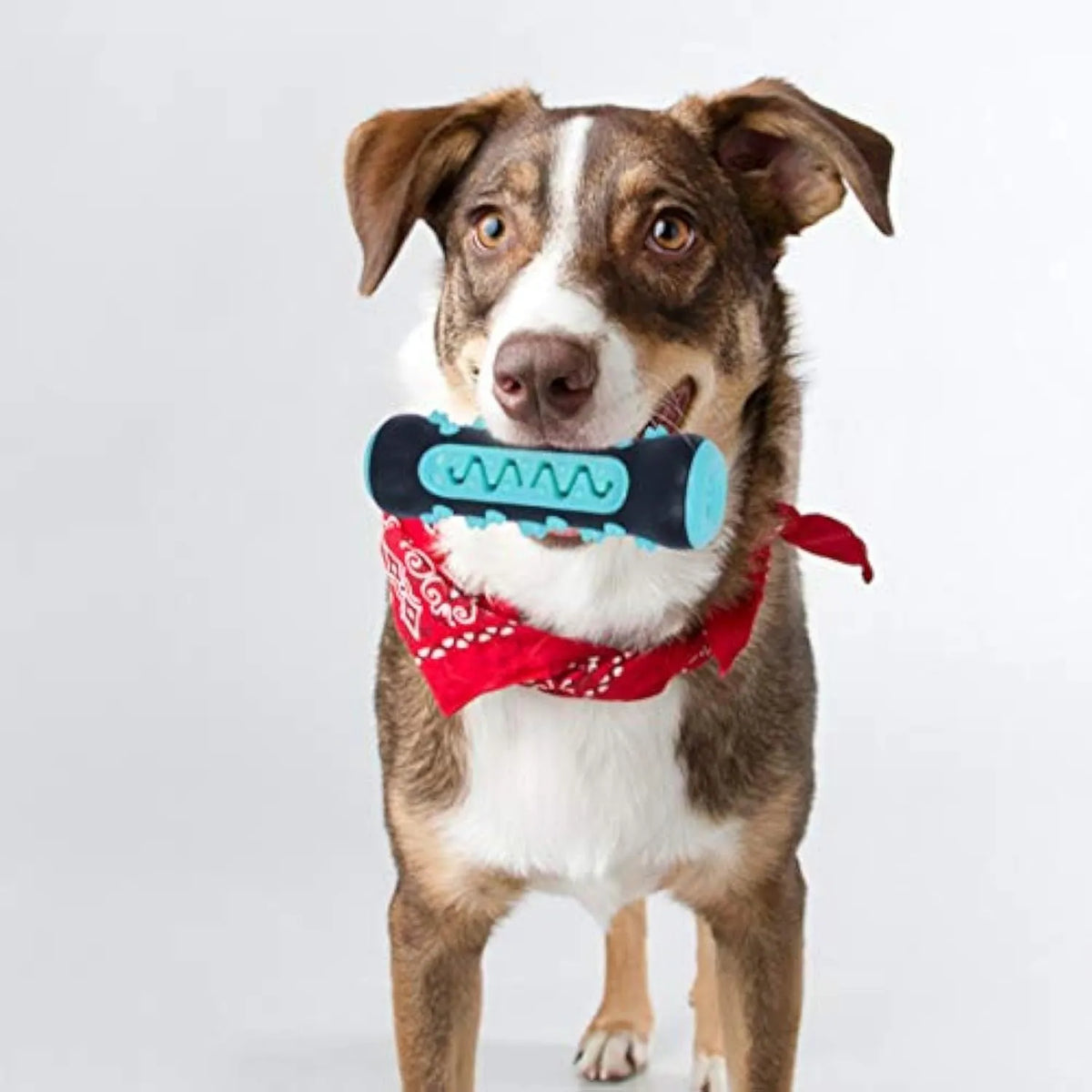 Natural rubber dog toothbrush chew toy in blue colour for dental cleaning, measuring 15cm long.