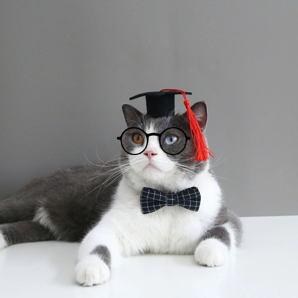 Pet costume hair band and bow tie set in woolen felt with elastic 18cm band