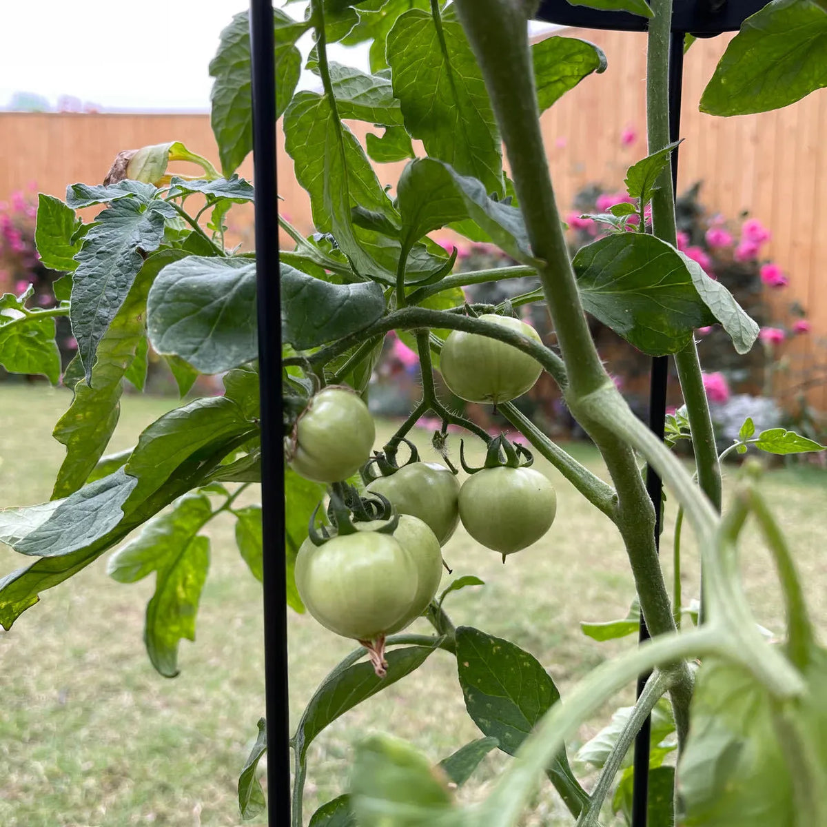 Dark green wrought iron plant climbing frame with lattice design for Liana vines