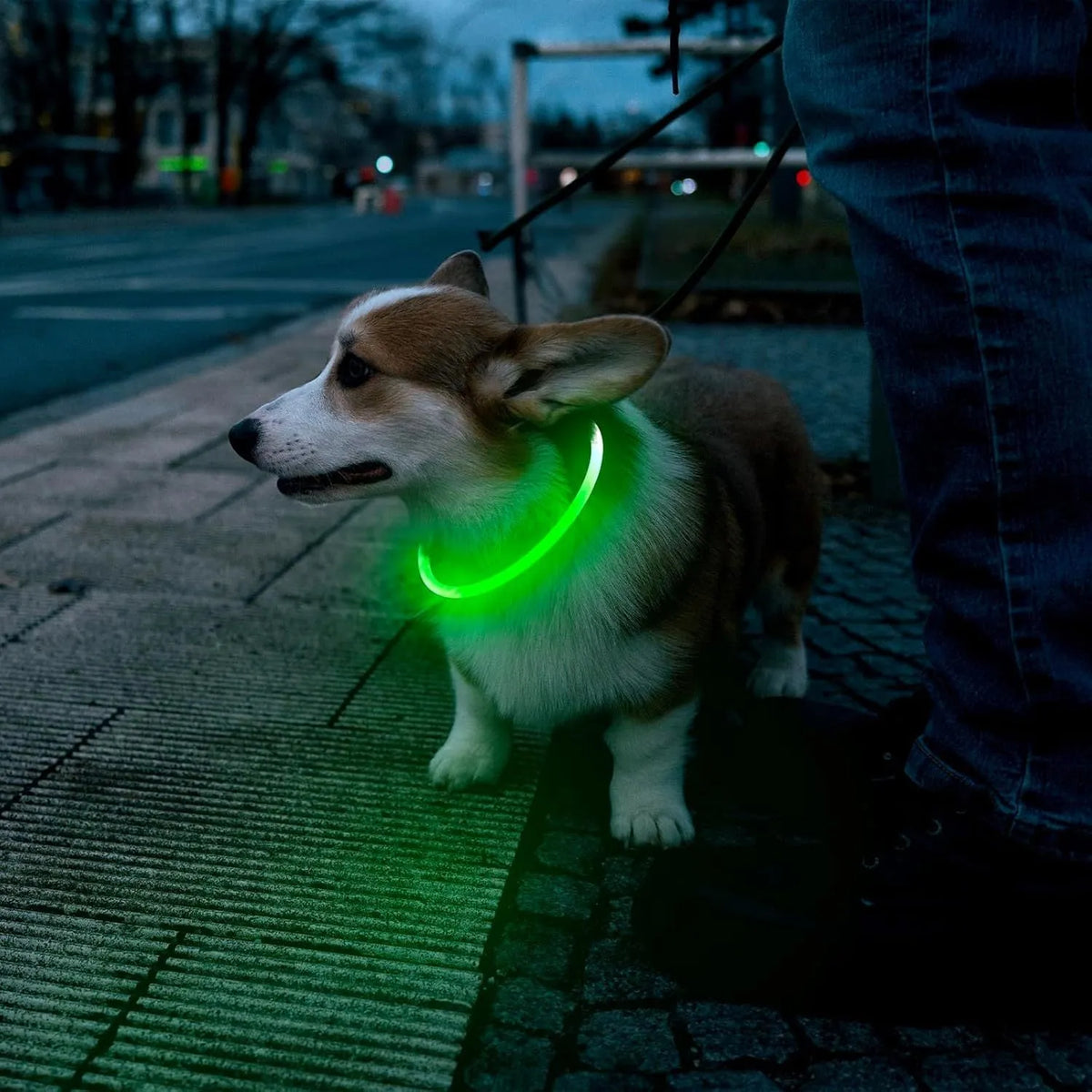 USB rechargeable LED dog collar showing blue illuminated band with adjustable 70cm length for night walking safety