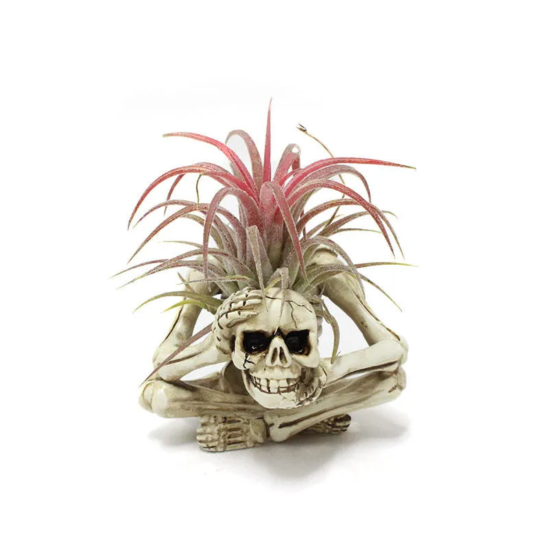 Gothic resin skull bracket holding a Tillandsia air plant, showing detailed skull ornament and layered construction.