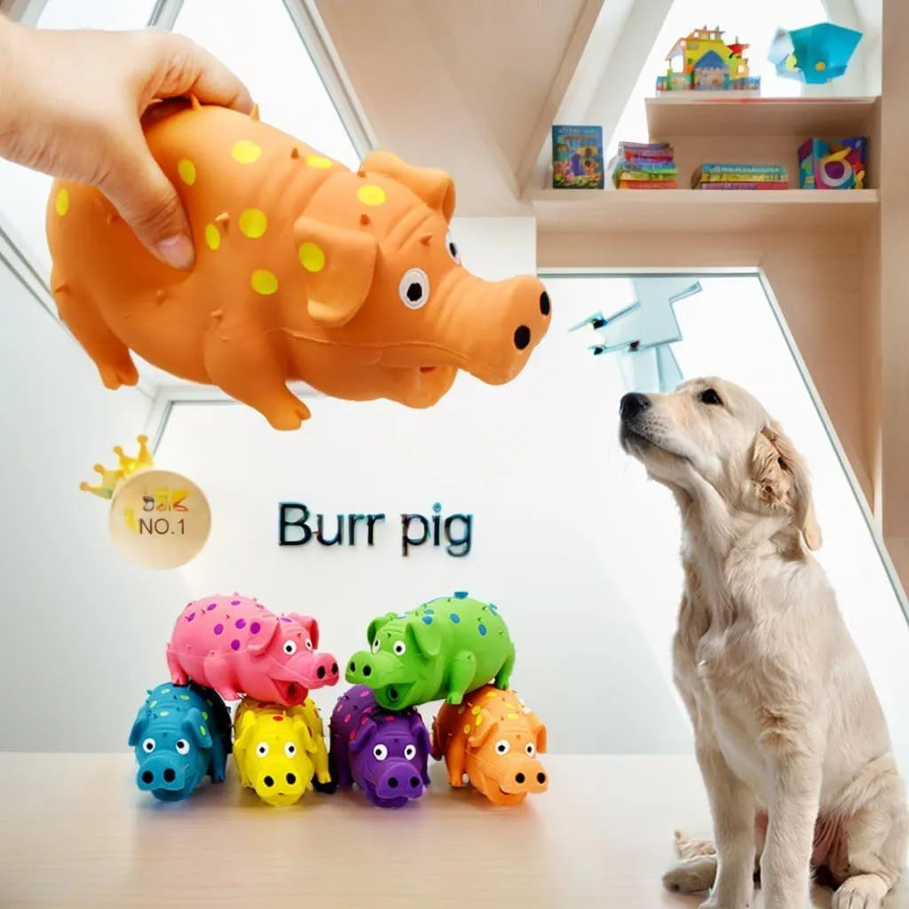 Pig-shaped latex dog chew toy in assorted colours with squeaker and textured surface