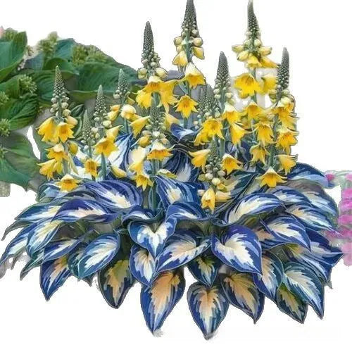 Jade barrettes potted flower seeds in tablet form with opp packaging