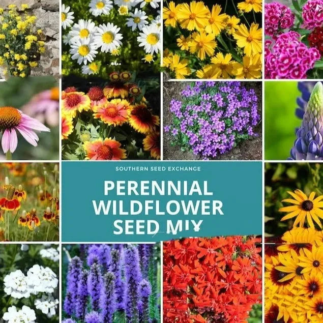 Packet of mixed wildflower seeds containing purpleflower holly leaf, cold and drought resistant.