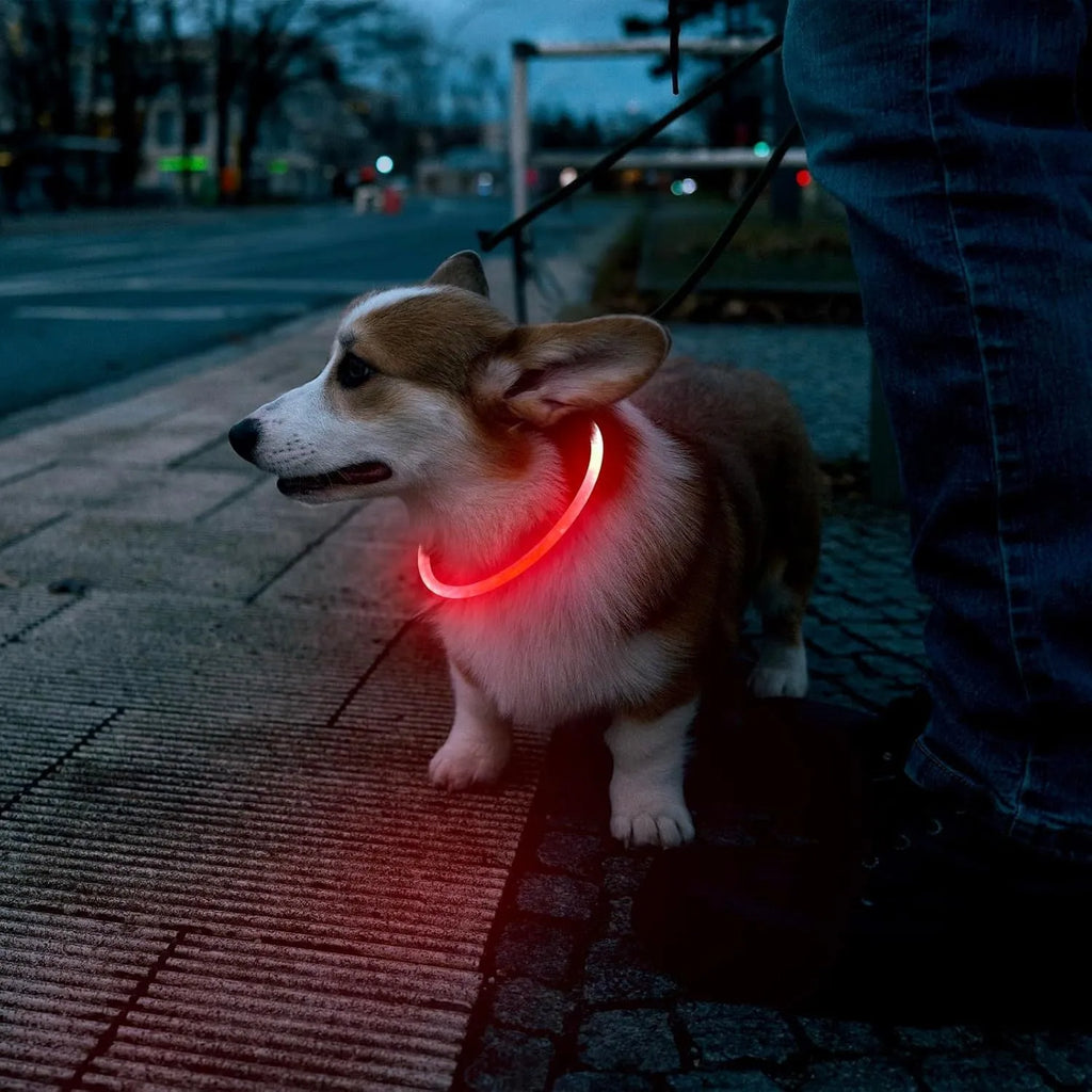 USB rechargeable LED dog collar showing blue illuminated band with adjustable 70cm length for night walking safety