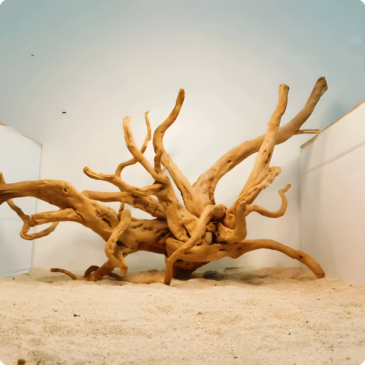 Xiaoqi root natural wood ornament for aquarium decoration on white background.