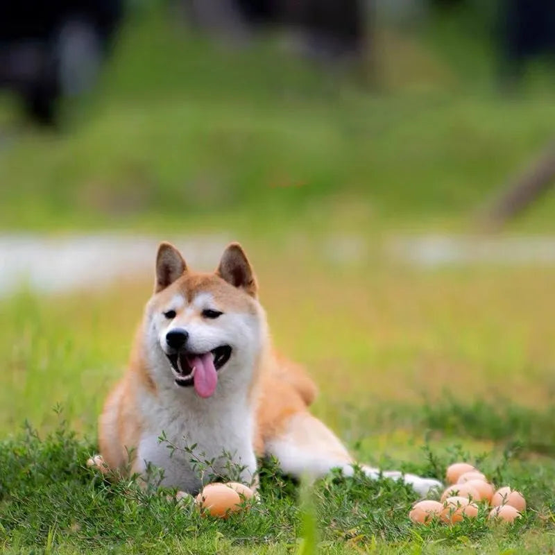 Yellow egg-shaped dog teeth cleaning toy with textured rubber surface for dental care