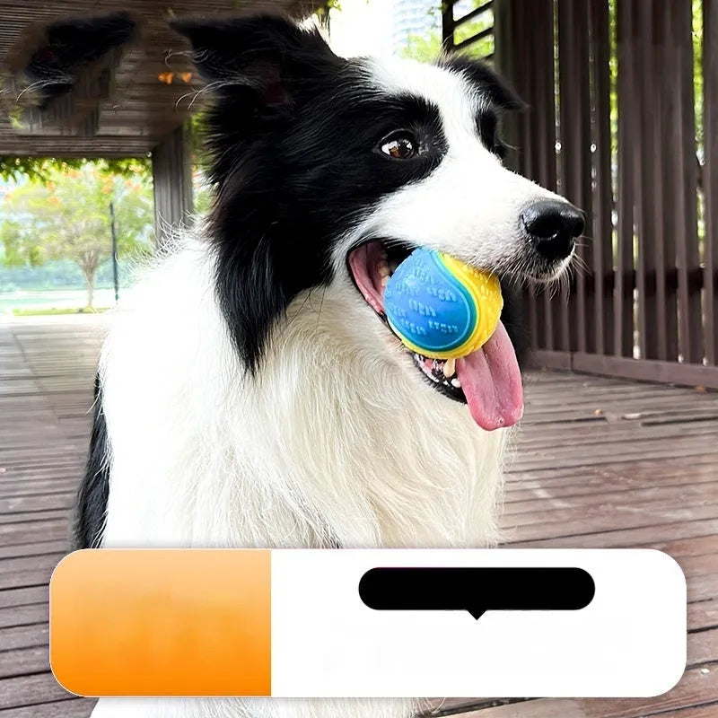 TPR rubber dog training ball in bright colours with 6.5cm diameter for molar exercise