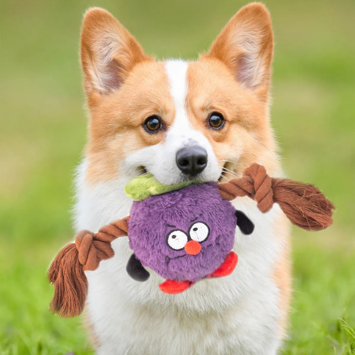 Green and purple plush dog toy with rope knots and a molar tooth shape for tug of war and chewing.