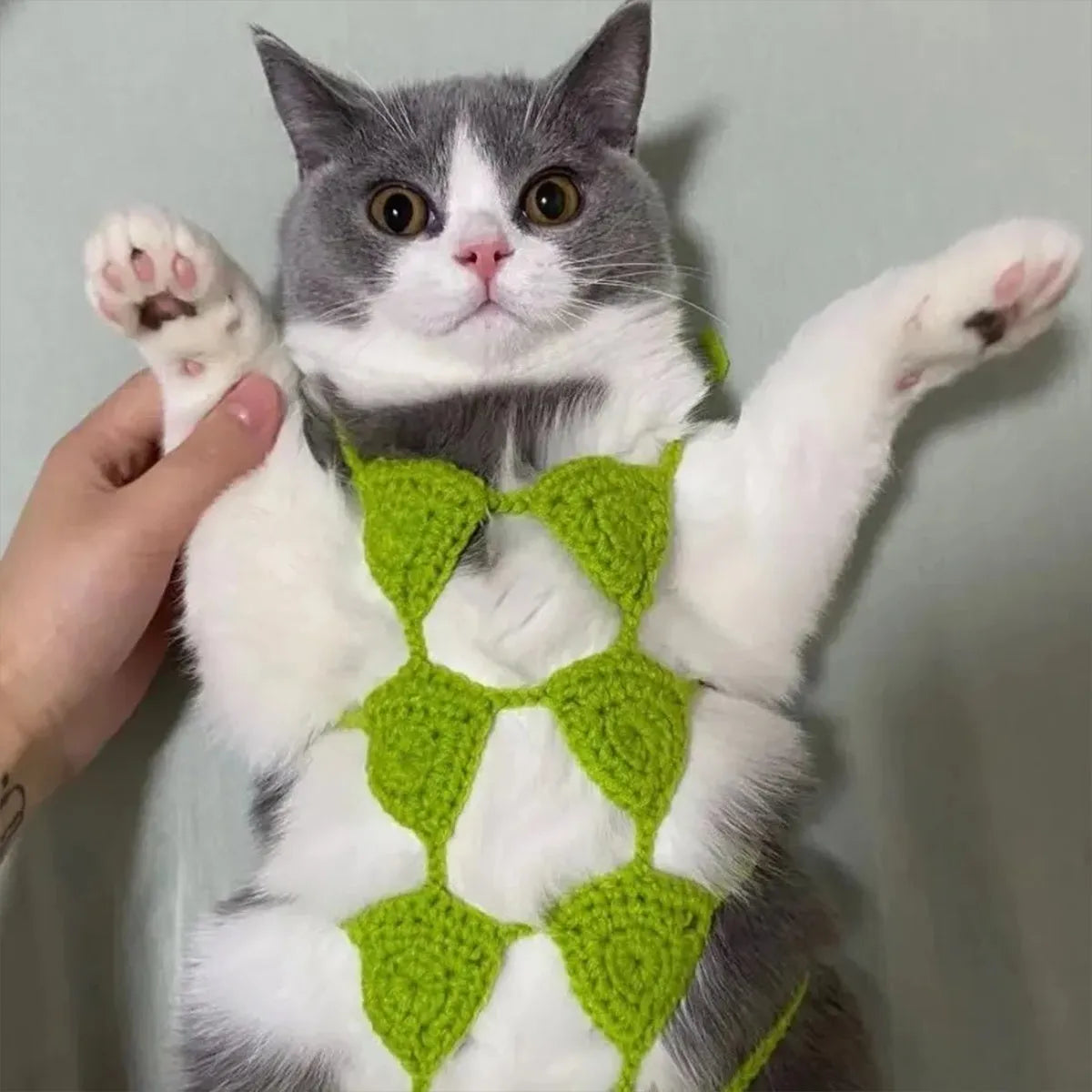 Cat wearing sweet style bikini costume set with bra top and underwear for Halloween dress up