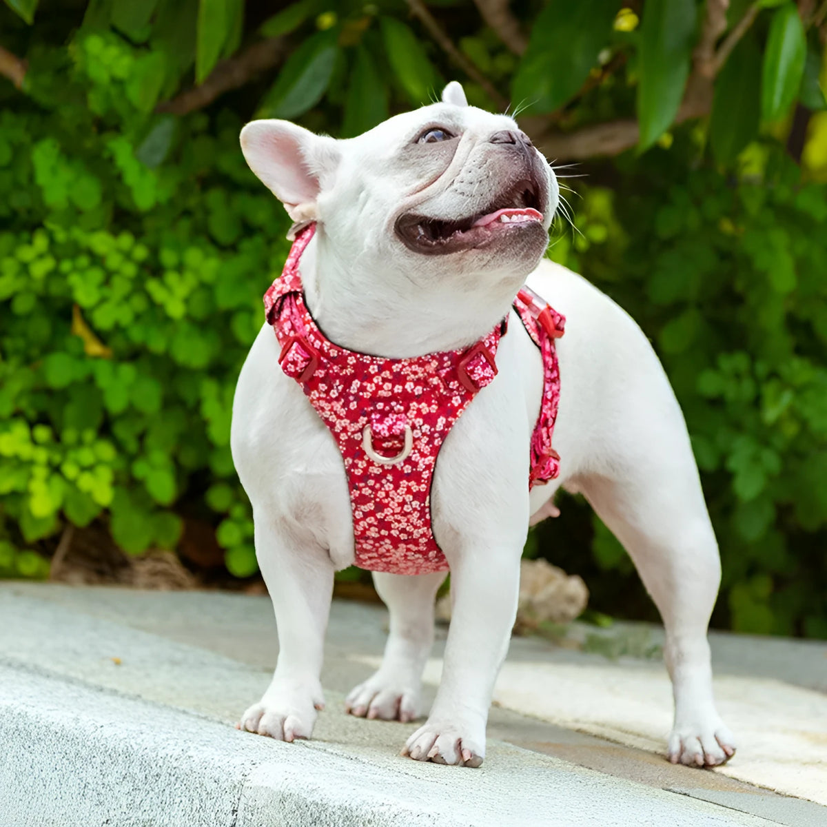 Pure cotton dog chest strap harness in a floral pattern colour, showing the pull-resistant design.