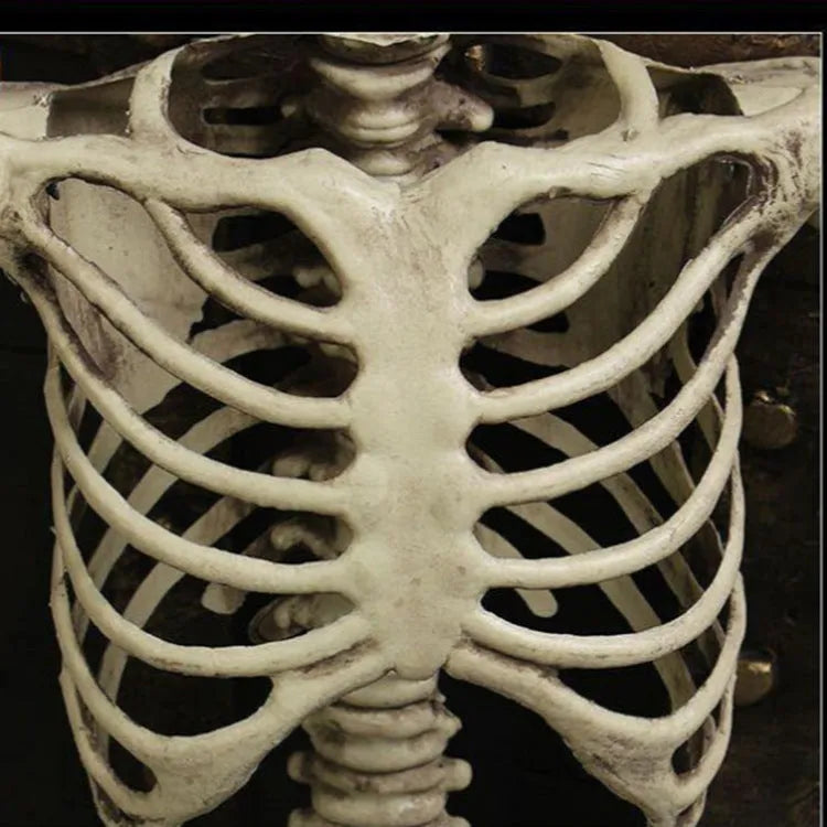 170cm tall plastic skeleton prop with detailed skull on white background