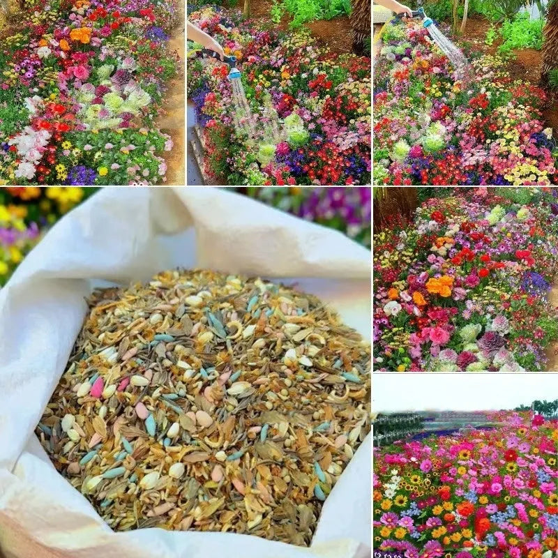 Packet of mixed wildflower seeds containing purpleflower holly leaf, cold and drought resistant.