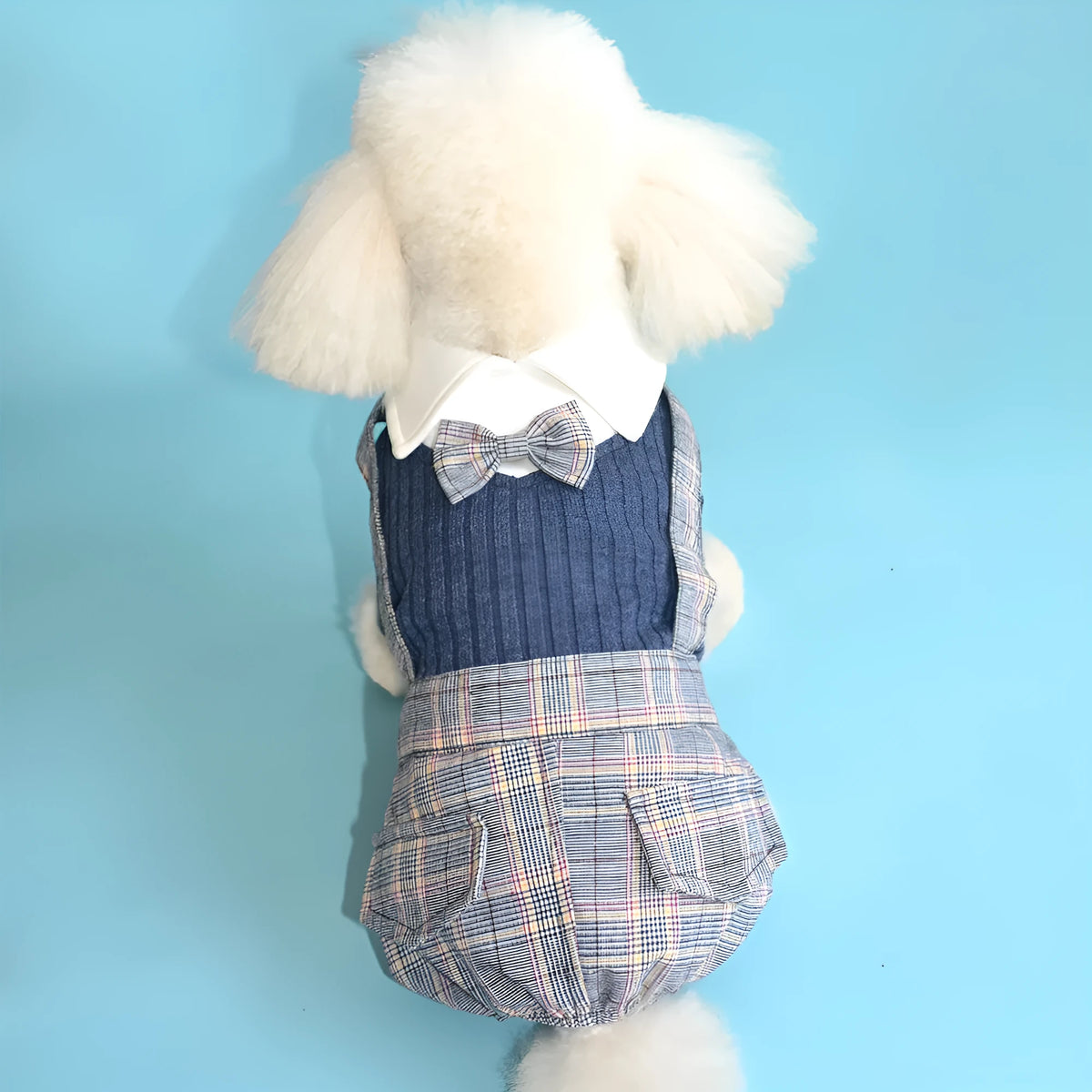 Small dog wearing dark blue cotton shirt with button front and collar