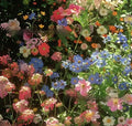 Packet of mixed wildflower seeds containing purpleflower holly leaf, cold and drought resistant.