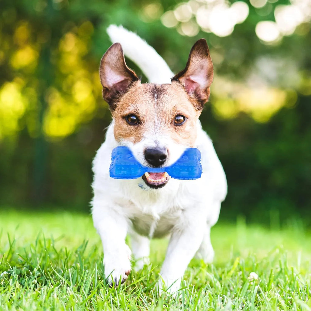 Freezable non-toxic dog teething chew toy with treat filling for cooling and dental care.