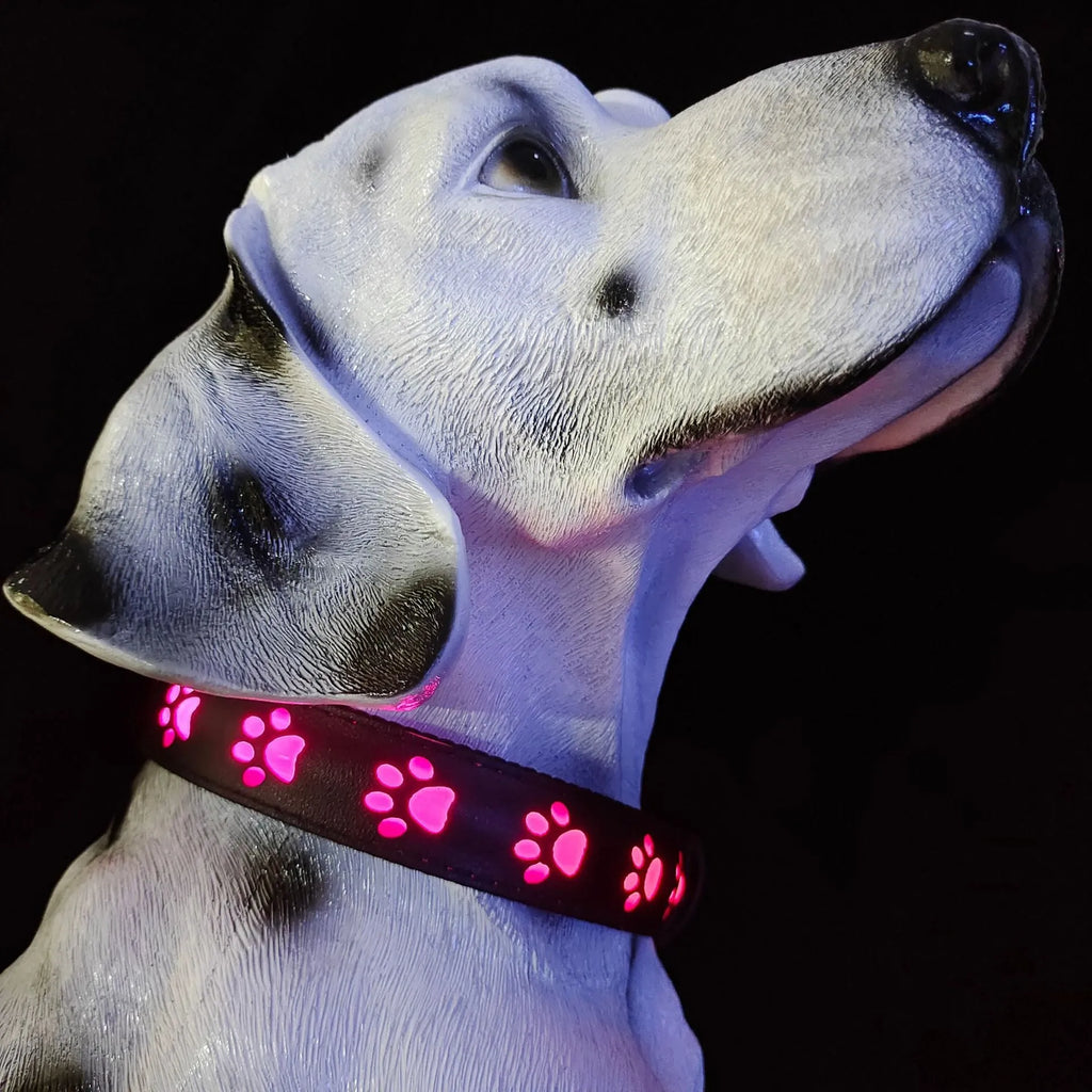 LED pet collar showing 7 colour changing lights with paw print design pattern on black polyester material