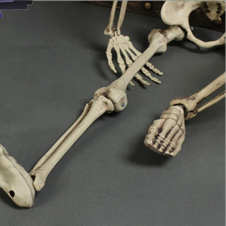 170cm tall plastic skeleton prop with detailed skull on white background