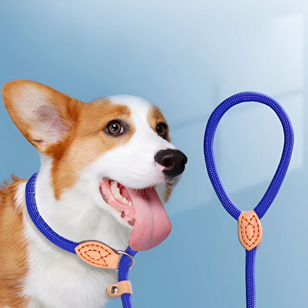 A rope dog training leash with an automatic tightening collar, shown in multiple colour options for blast race use.