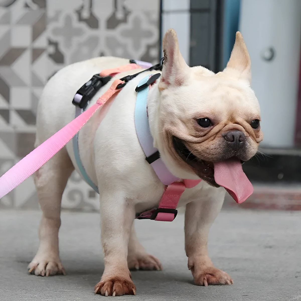 Gradient colour pet harness with chest and back straps in four colour themes