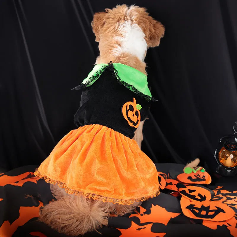 Halloween pet costume for dogs - pumpkin skirt and sweater options in crystal velvet fabric