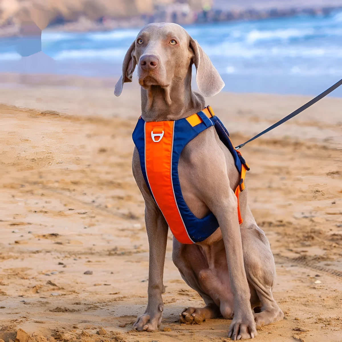 Orange blue nylon dog chest strap vest with single chest back design for secure walking control