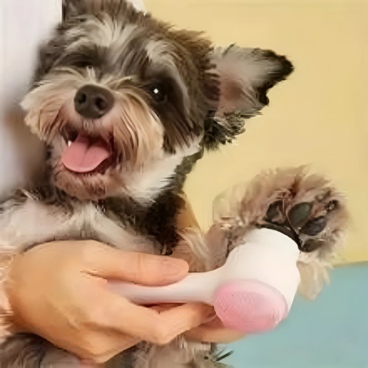 Blue and pink pet paw brushes with nylon bristles for cleaning dog and cat paws.