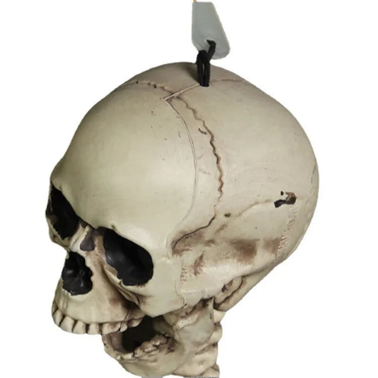 170cm tall plastic skeleton prop with detailed skull on white background