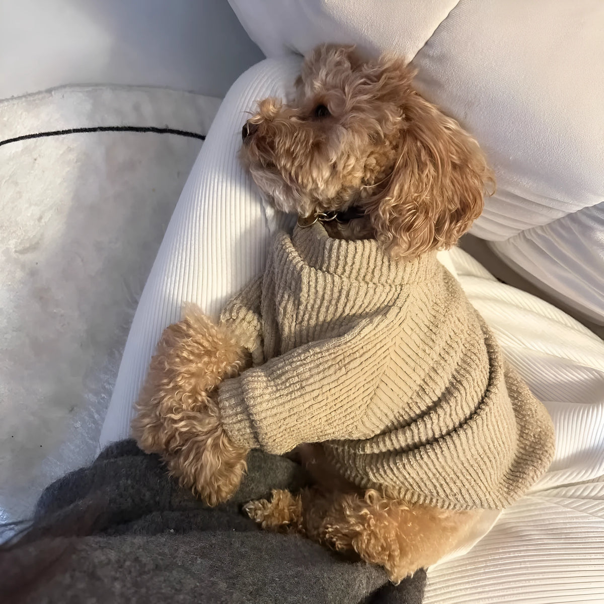 Brown cloth pullover sweater on a small dog like a Bichon or Pomeranian