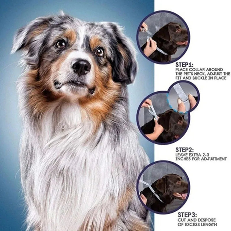 Plastic flea and anti-lice preventing ring collar in 38cm cat and 62cm dog sizes with rainbow packaging