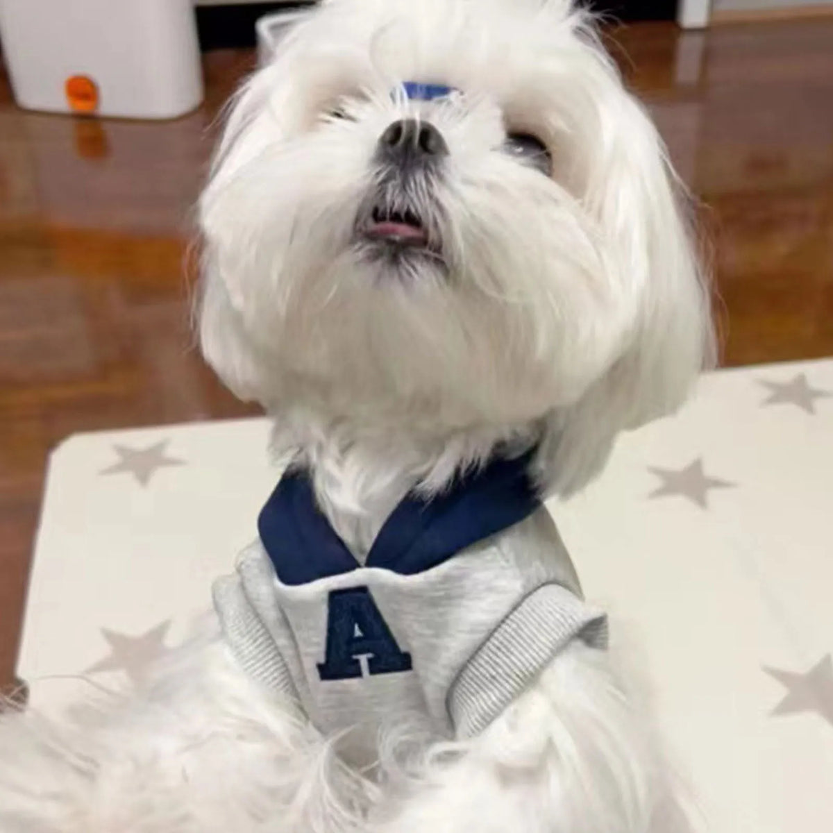 Blue and grey white pet hoodie with reflective lettering, slim-fitting design for cats and dogs