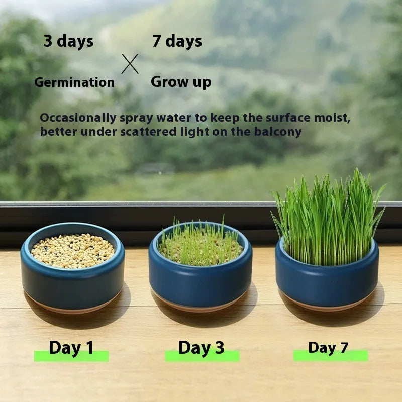 Hydroponic cat grass kit with coloured cup and five seed packs for soilless indoor growing