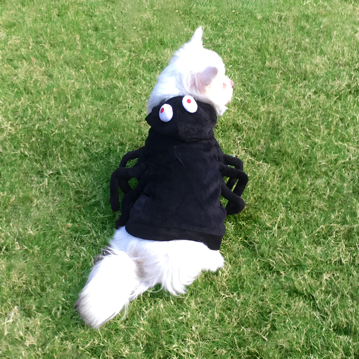 Dog wearing a black and white spider web print Halloween costume with elastic neck.