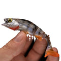 Catfish tail scissors soft plastic fishing lure with realistic fish colour pattern